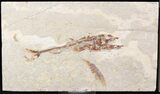 Predatory Eurypholis Fossil Fish With Shrimp - Part/Counterpart #24126-2